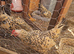 brahma eegs