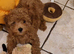 Gorgeous Cockapoo Puppies looking for their forever home - Cheltenham in Cheltenham