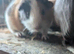 Skinny pig males and skinny carrier males
