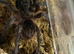 Phormictopus sp. “Green/Gold