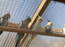 Cockatiel babies