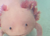 REDUCED 1 YEAR  old AXOLOTLS