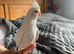 Hand tame baby cockatiles