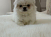 Pekingese puppies