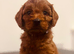 Charming Cavapoo’s from our girl.