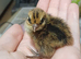 Quail chicks