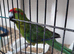 Kakariki for sale.