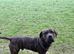 Male entire cane corso 2yrs old.