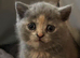 TICA /Scottish fold/BSH kittens