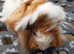 Baby Peruvian guineapigs