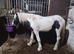 Unhandled 2 year old colt