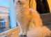 Adorable Scottish female kitten