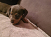 KC registered MINI DACHSHUND in dark grey
