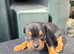 Staff x am staff puppies