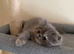 READY NOW! GCCF registered Persian kitten