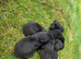 2 male labs