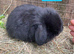 Beautiful Mini lop babies