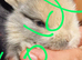 Mini lop babies