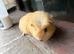 Gorgeous baby guineas READY now