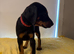 Kennel club registered Dobermans