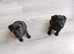 Male patterdale pup