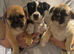 British Bulldog cross puppies ready now