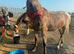 Appaloosa mare 15.2