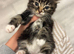Beautiful British long / hair kittens