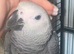 Stunning african grey baby's