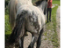 Apploosa Aphc filly