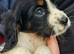 4 Sprockalier puppies!
