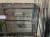 Indian ringneck blue breeding fair available