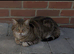Tabby female for sale
