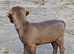 Patterdale terrier pups for sale ready to leave now