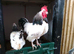 Sussex young cockeral free to good gome