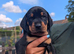 Pure breed Lithuanian hounds 2 puppies looking forever home