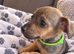 Jack russell puppies