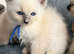 Stunning ragdoll kittens