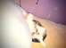 Beautiful littke female kitten