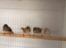 4 zebra finches for sale