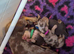 Miniature Dachshund boys