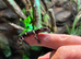 Young Chinese Cave Geckos (Hainanensis)