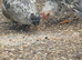 frazzle Batam Chicks