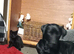 Beautiful Pedigree KC registered Labrador Dog