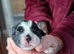 7 Beautiful Shih Tzu Puppies