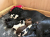 Beautiful Sprocker Puppies F1 hybrid from working Kc reg parents