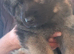 BEAUTIFUL LONG/SEMI LONG COATED GERMAN SHEPHERD PUPPIES