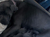 Beautiful  puppy American bulldog &rdquo;s x corso ready to leave around 24 July only 3 bitches left