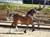 Stunning welsh section C filly