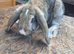 Lop eared and Mini Rex bunnies